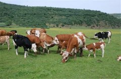 <b>保障办法会对我国牛肉进出口商业发生如何的影</b>