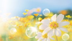 2025第33届中国华东进出口商品买卖会（上海华交